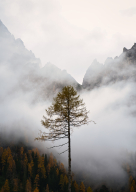 Baum