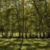 Naturlicht