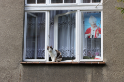 Katze