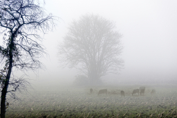 Weidennebel