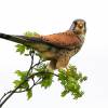 Greifvogel