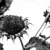 Sonnenblume